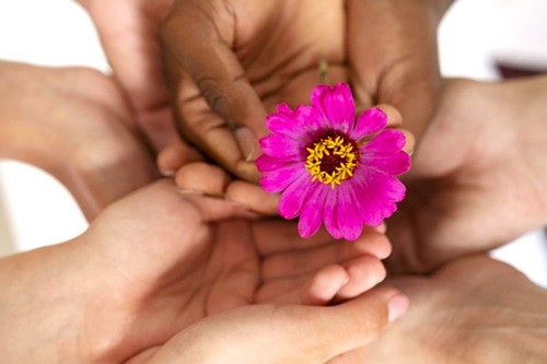 mehrere Hände die eine rosa Blüte halten