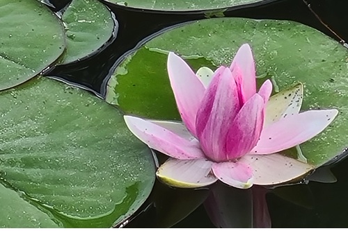 Seerose