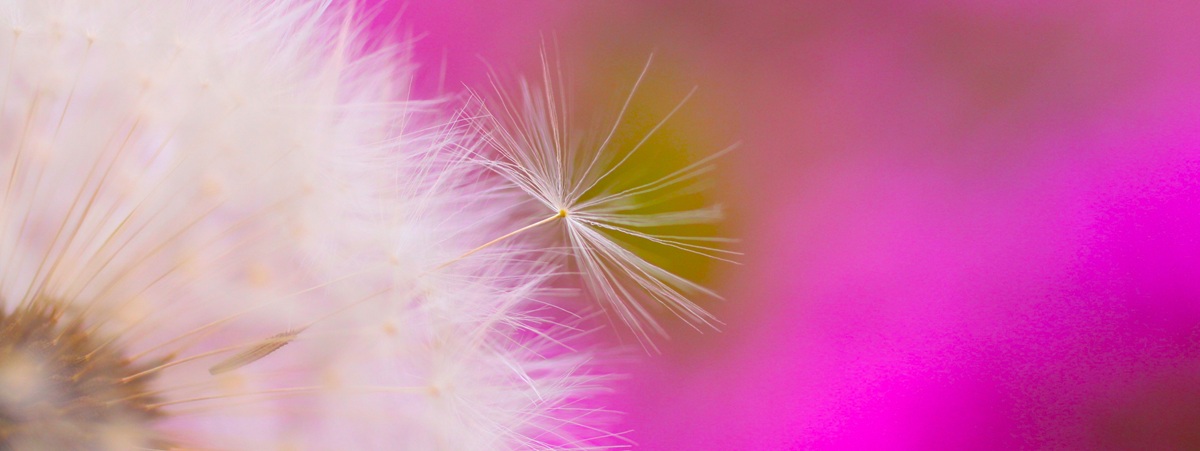 Makroaufnahme einer Pustblume auf einem pinken Hintergrund
